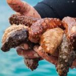 Deniz Hıyarlarının Ekosistemdeki Rolleri
