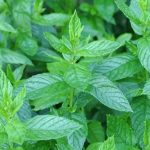 Terapötik Önemi Olan Monoterpenler ve Seskiterpenler