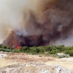Yangından Sonra Orman Restorasyonu