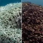 Mercan Ağarmasına Ne Sebep Olur?