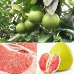Pomelo Meyvesinin Yararları